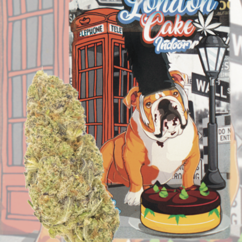 London Cake Indoor Premium